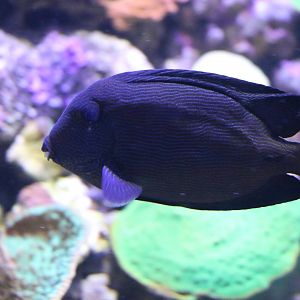 Unknown Fish