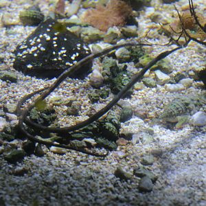 Unknown Syngnathinae