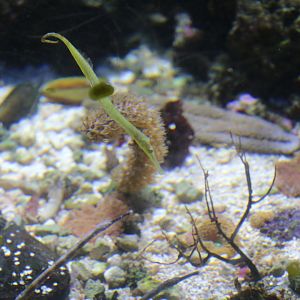 Unknown Syngnathinae