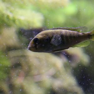 Unknown Cichlid