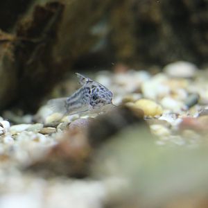 Unknown Corydoras
