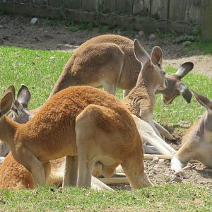 Red kangaroos