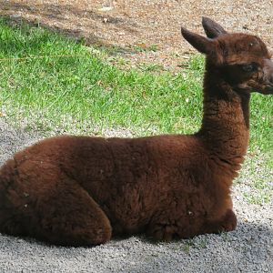 Alpaca