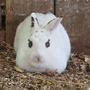 Domestic rabbit