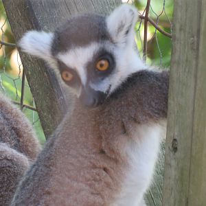 Ring-tailed lemur