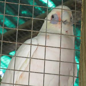 Bare-eyed cockatoo