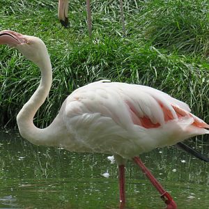 Greater flamingo
