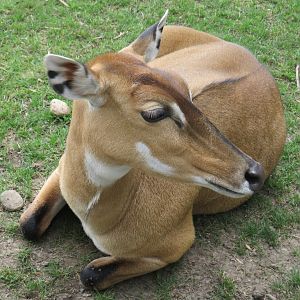 Nilgai