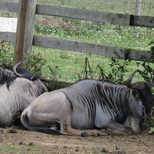 Common wildebeest