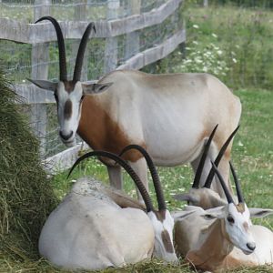 Scimitar-horned oryx