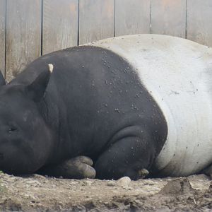 Malayan tapir