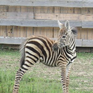 Grant's zebra foal