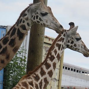Giraffes