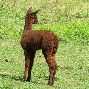 Alpaca cria