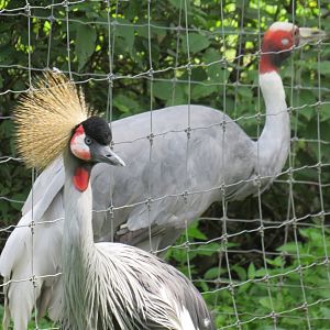 Two cranes, one photo