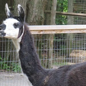 Llama