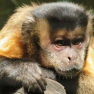 Capuchin monkey