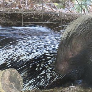 African crested porcupine