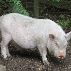 Domestic pig