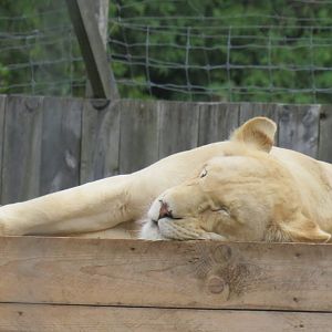 Female white lion