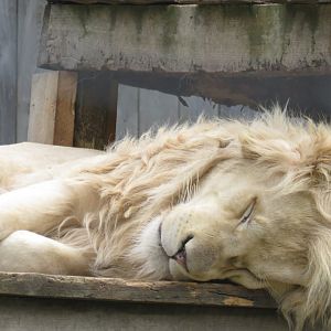 Male white lion