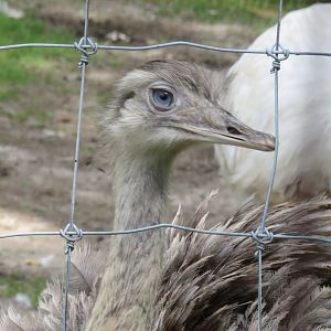 Greater rhea