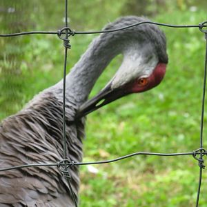 Sandhill crane