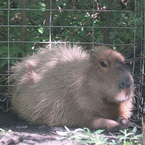 Capybara