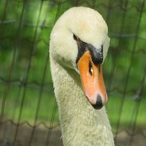 Mute swan