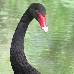 Black swan