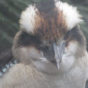Laughing kookaburra