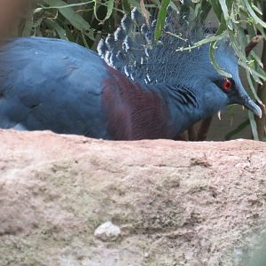 Victoria crowned pigeon