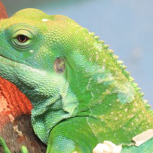 Fijian banded iguana