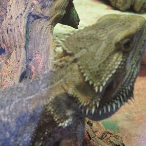 Central bearded dragon