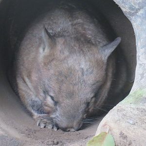 Southern hairy-nosed wombat