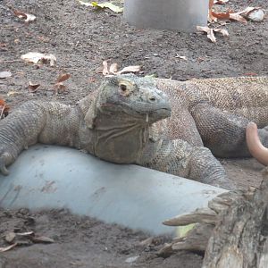 Komodo dragon