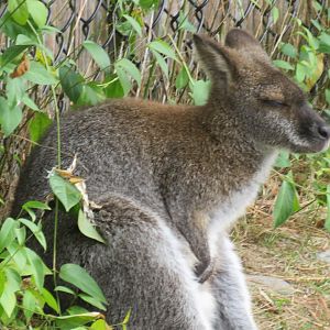 Bennett's  (red-necked) wallaby
