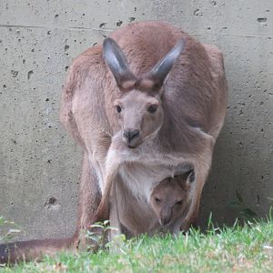 Western grey kangaroo and joey