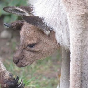 Western grey kangaroo joey