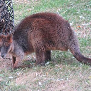 Swamp wallaby