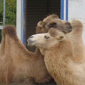 Bactrian camels