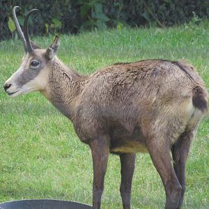Chamois