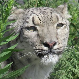 Snow leopard