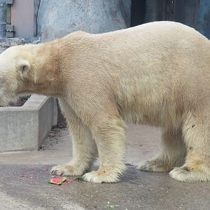 Polar bear