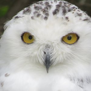 Snowy owl