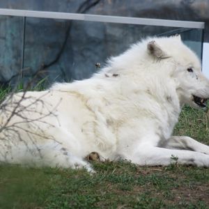 Arctic wolf