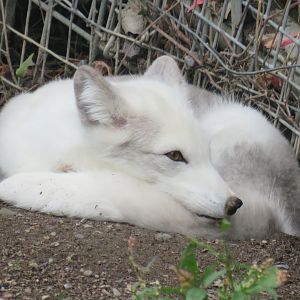 Arctic fox