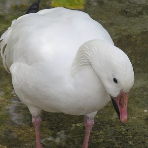 Lesser snow goose