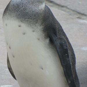 Juvenile African penguin