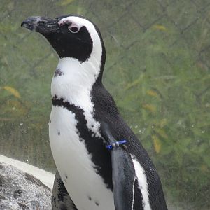 African penguin